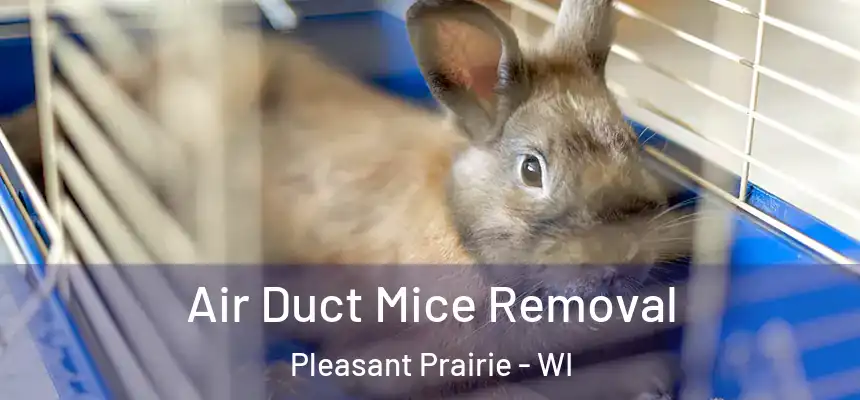 Air Duct Mice Removal Pleasant Prairie - WI